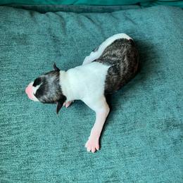 Eleanor - Fawn brindle female Whippet puppy in Clinton, Tennessee from Ivanhoe Borzoi
