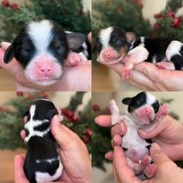 Seth - Tri-color male Cavapoo puppy in Yuciapa, California from AlltheDoodlez_