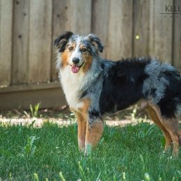 Aussiedoodle, Miniature Australian Shepherd, and Poodle All Grown Up from Woodwind Miniatures
