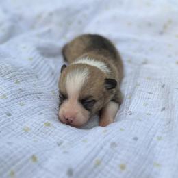 Remi - Red female Pembroke Welsh Corgi puppy in Hope, Arkansas from Foxy Knoll Farm