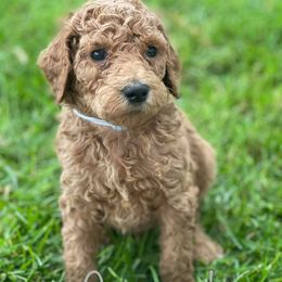 Bernedoodles, Goldendoodles, Old English Sheepdogs, Poodles, and Sheepadoodles from Funky Feather Farms