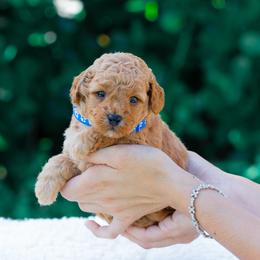 Bear - Red  male Goldendoodle puppy in Fort Myers, Florida from Corgis & Doodles