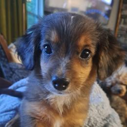 Abbie Ready Now - Blue merle female Bernedoodle puppy in Lafayette, Alabama from Williams Lake Kennels