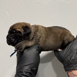 Male 5 - Fawn male Cane Corso puppy in Cashion, Oklahoma from APEXOK Cane Corsos LLC