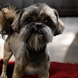 Shih Tzus from Dolled Up Pup