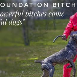 Cane Corso and German Shepherds from Von Marker Spiel Kennels