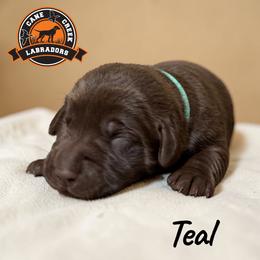 Teal - Chocolate female Labrador Retriever puppy in Dickson, Tennessee from Cane Creek Labradors