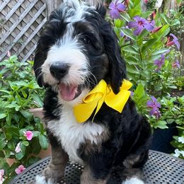 Phoebe - Tri-color female Bernedoodle puppy in The Woodlands, Texas from Gracie's Goldendoodles and Bernedoodles
