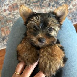 Libbies pink - Black and tan female Yorkshire Terrier puppy in Hardeeville, South Carolina from Pups of the Lowcountry