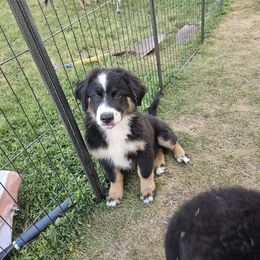 McGraw - Blue merle male Australian Shepherd puppy in Clarkston, Utah from 3am Riot Ranch