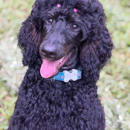 Runa - Phantom female Poodle puppy in La Belle, Florida from Shieldwall Kennels