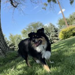 Macy - Miniature Australian Shepherd