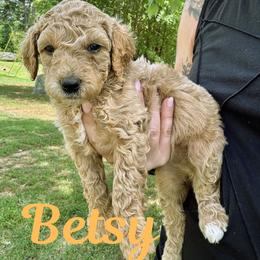 Betsy - Parti female Goldendoodle puppy in Gastonia, North Carolina from Crowders Creek Doodles