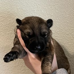 Rosie - Sable female German Shepherd puppy in Colorado Springs, Colorado from Forest Home Shepherds