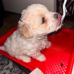 Crystal - White female Maltipoo puppy in Franklin, Kentucky from Unicorn tiny Maltese puppies