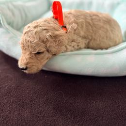 Germany - Apricot male Goldendoodle puppy in Houston, Texas from Were The Mack'Doodles