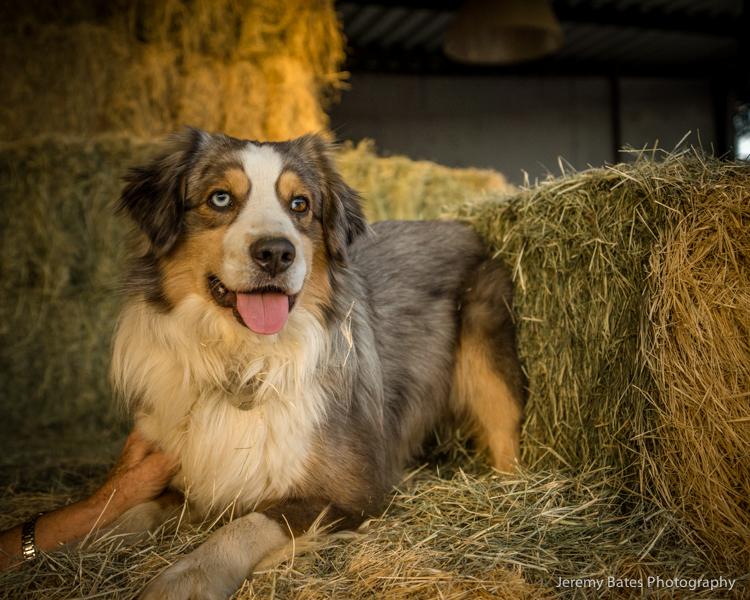 AP Ranch Mini Aussies in California | Miniature American Shepherd ...