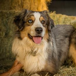 Miniature American Shepherds from AP Ranch Mini Aussies