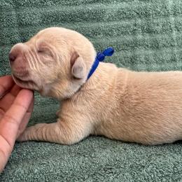Straw 2- Blue Collar - Fawn male Cane Corso puppy in Compton, California from Urban League Cane Corso