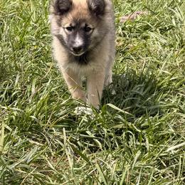 Darko - female Nenets Herding Laika puppy in Rockville, Maryland from Skais the Limit