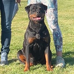 Rottweilers from Rottweiler vom Hause Wolf