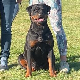 Rottweilers from Rottweiler vom Hause Wolf
