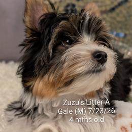 Gale - Black tan and white male Biewer Terrier puppy in Conetoe, North Carolina from Southern Belle's Biewer Terriers & Papillons