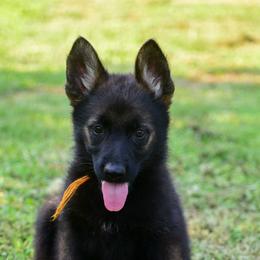 Orange girl - Sable female German Shepherd puppy in Clarkrange, Tennessee from Vom Wolff