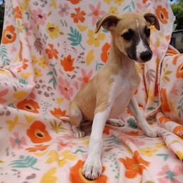 Kori - White and red female Whippet puppy in Sweet Home, Oregon from Imperialis Kennels