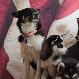 Adia - Pomsky