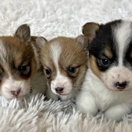 Pembroke Welsh Corgis from Dahl house kennels & arrow kennel care
