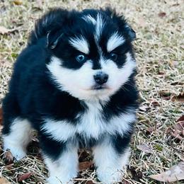 Krampus - Black and white male Pomsky puppy in Monroe, Georgia from Beastly Beauties Huskies & Pomskies