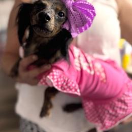 Miley - Dachshund
