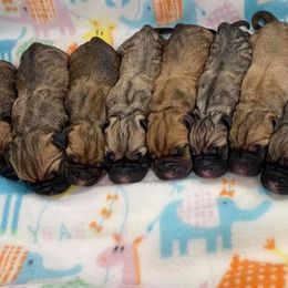 Boy 4 - Brown male Boerboel puppy in Mansfield, Texas from Dynasty Blue Ridge Boerboel
