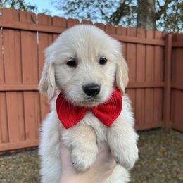 Archer - Golden Retriever puppy from Daisy Lynn Goldens