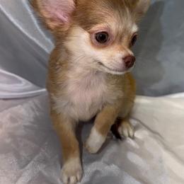 Bonnie - Black sabled fawn female Chihuahua puppy in Palmyra, Indiana from Country Star Chihuahuas