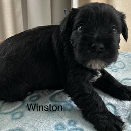 Winston - Black male Miniature Schnauzer puppy in Newburgh, Indiana from Lakehouse Miniature Schnauzers of Southern Indiana