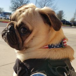 Pugs from Kex Pug Haus