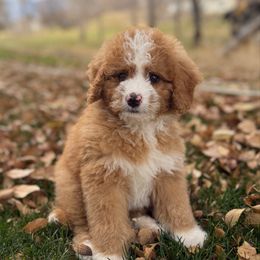 Grey collar - Red female Bernedoodle puppy in Springville, Utah from JW Doodles