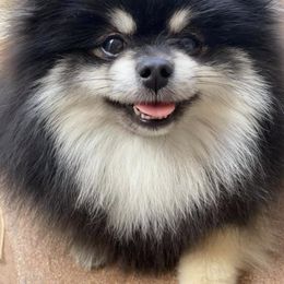 Pomeranians from Migo Poms
