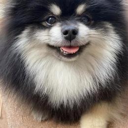 Pomeranians from Migo Poms