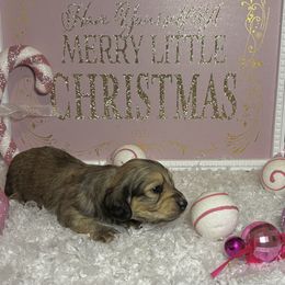 Shaded girl - Red female Dachshund puppy in Crestview, Florida from Neverending Dachies