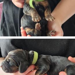 Green - Black and brown male Basset Hound puppy in Highland, Michigan from Dream Hounds of Michigan
