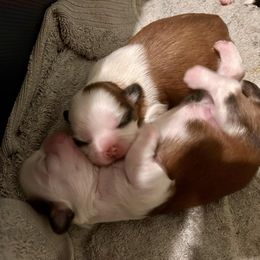 Shih Tzu Puppies from Magnolia Small Breeds