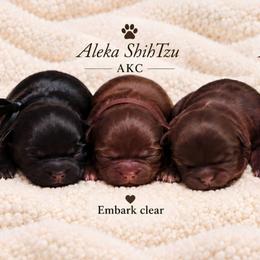 Monica - Liver female Shih Tzu puppy in Richmond, Texas from Aleka Shih Tzu