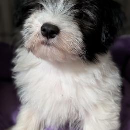 Fern - Black and white female Havanese puppy in Anderson, South Carolina from Moe's Goldens and HavAntics
