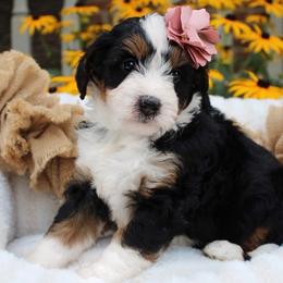 London - Tri-color female Bernedoodle puppy in Perrysville, Ohio from Pleasant Valley Bernedoodles
