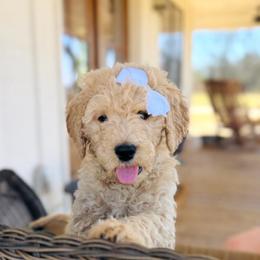 Sweet Pea - Apricot female Goldendoodle puppy in Social Circle, Georgia from Poppiedoodle Farms