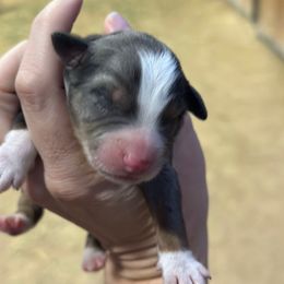 Jolly - Blue merle female Miniature American Shepherd puppy in Bayard, Nebraska from Puppies by Alies