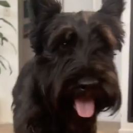 Scottish Terriers from Santas Scotties